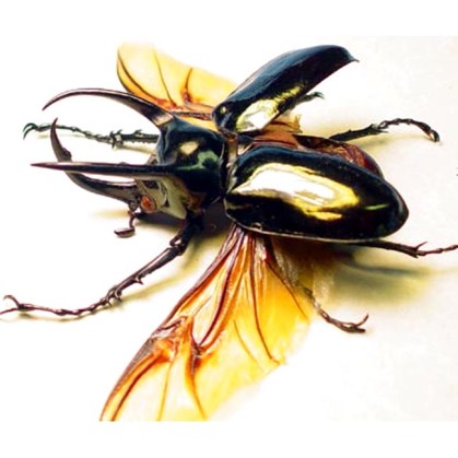 Chalcosoma-atlas-Flying