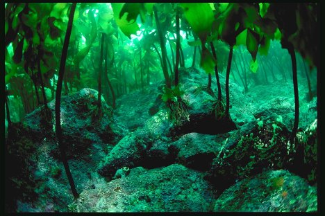 kelp_forest_15_4