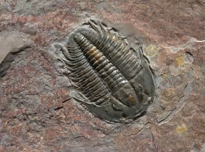 trilobite